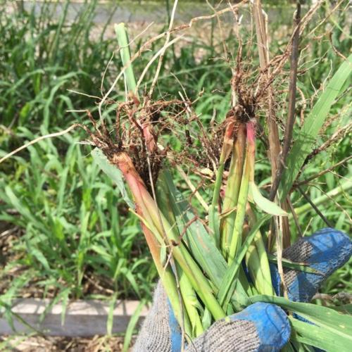 johnsongrass